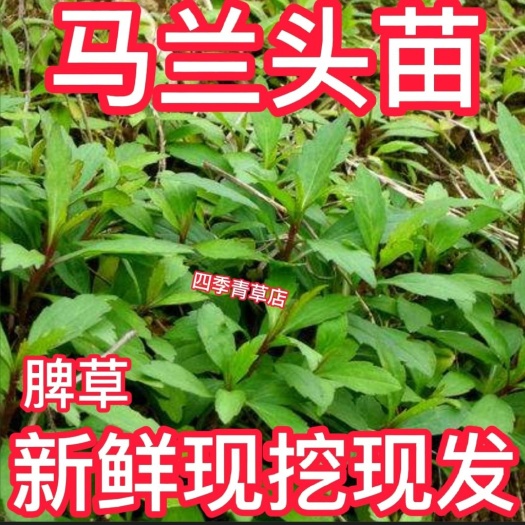 紫云县贵州马兰草马兰头马兰路边菊现挖种植100棵26元包邮