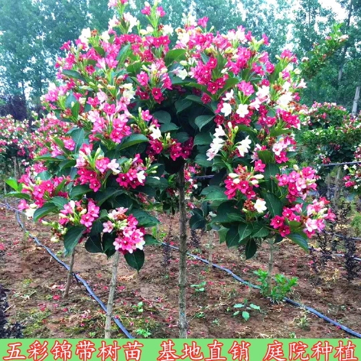五彩锦带花树苗庭院种植红王子锦带花苗室内盆栽大型庭院绿化苗木