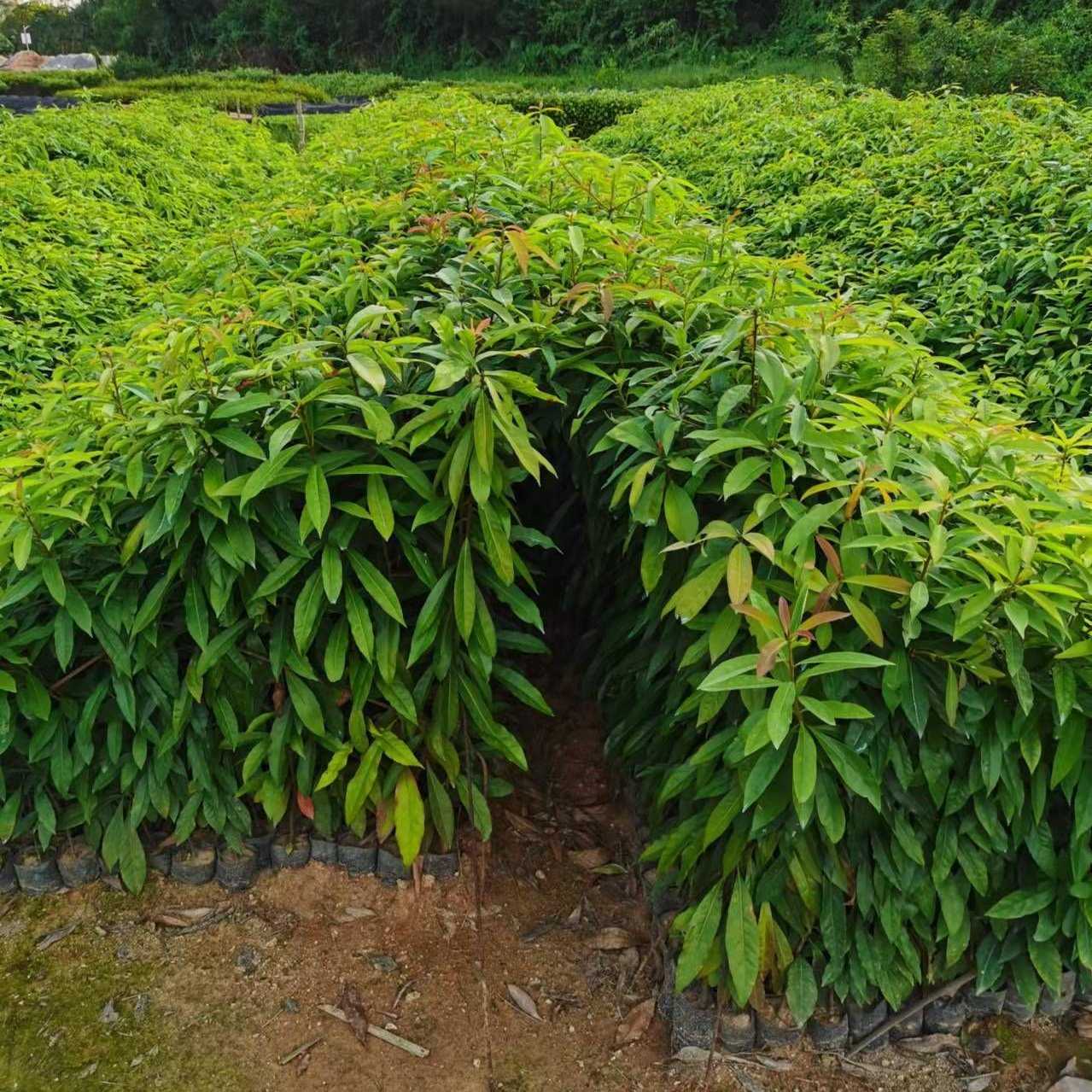 广州木荷