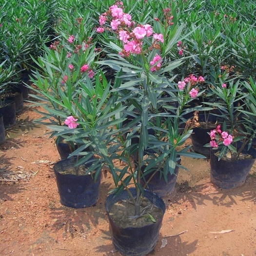 杭州夹竹桃树苗盆栽绿化苗木庭院盆栽夹竹桃苗绿植地栽柳叶桃苗夹竹桃