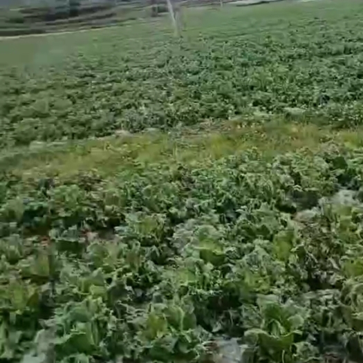 威宁县白菜