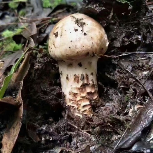 东莞市需要松荣、乌天麻的老板下单了数量有限……
