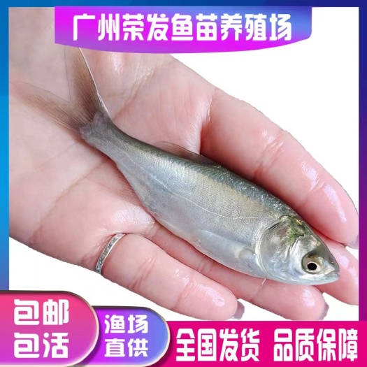 广州白鲢鱼苗鳊鱼苗四大家鱼之一水鲢鱼跳鲢淡水活体鱼苗鲢子改善水