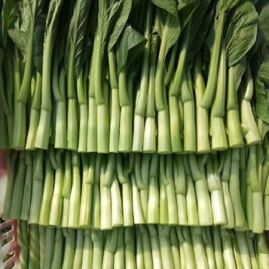靖江市广东菜心