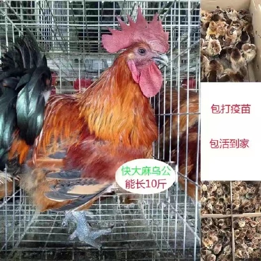 南宁乌骨鸡苗  快大乌鸡苗  成苗八斤左右包打疫苗包运费包路损