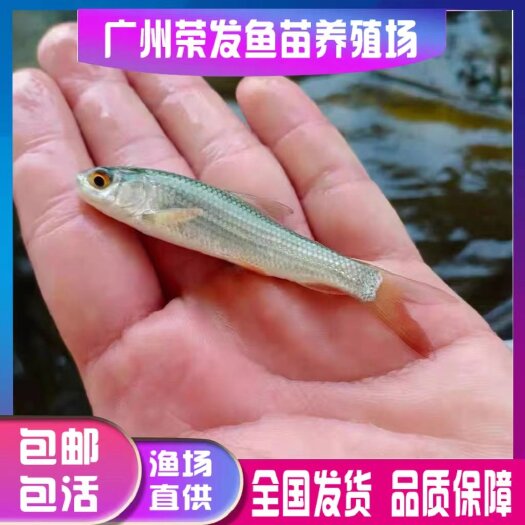 广州大鲮鱼苗土鲮鱼苗麦鲮泰鲮鱼苗活体淡水养殖鲜活专用快大饲料