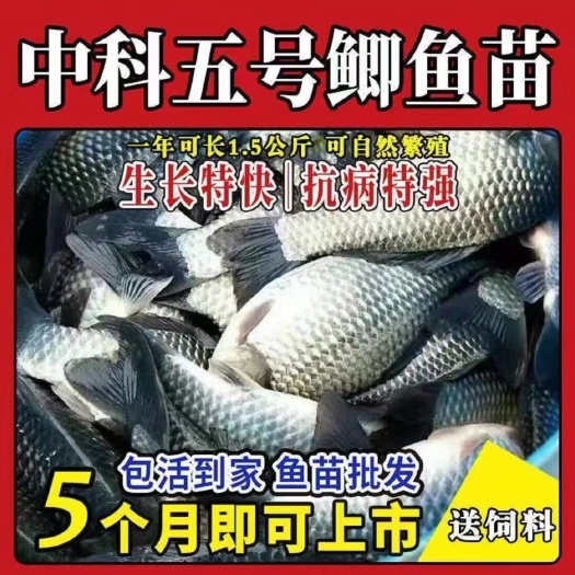巴中鲫鱼苗 支持送货上门，货到付款量大从优，四川，云南，贵州