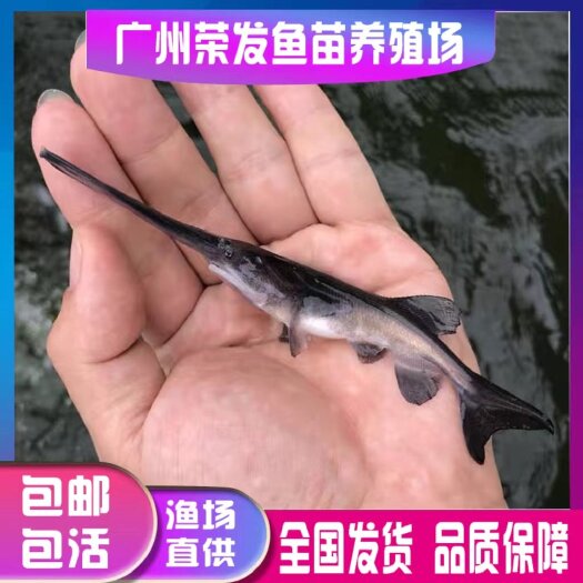 广州鸭嘴鱼苗 鸭嘴鲟鱼苗鲟鱼苗淡水鱼苗养殖鱼苗观赏鱼苗好养鱼苗