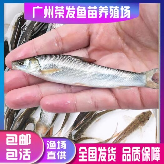 广州银鳕鱼苗淡水养殖食用大头亮鲃大鳞鲃别名：团头魮锥首魮大型活苗