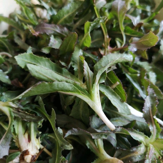 盘锦野菜