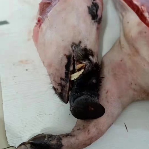 云浮猪肉类