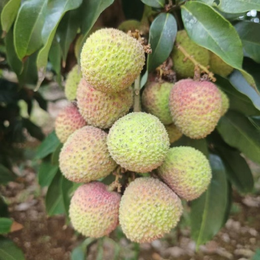 灵山县灵山妃子笑，荔枝新鲜大量上市