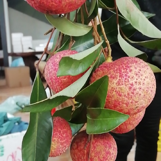 广州无核荔枝