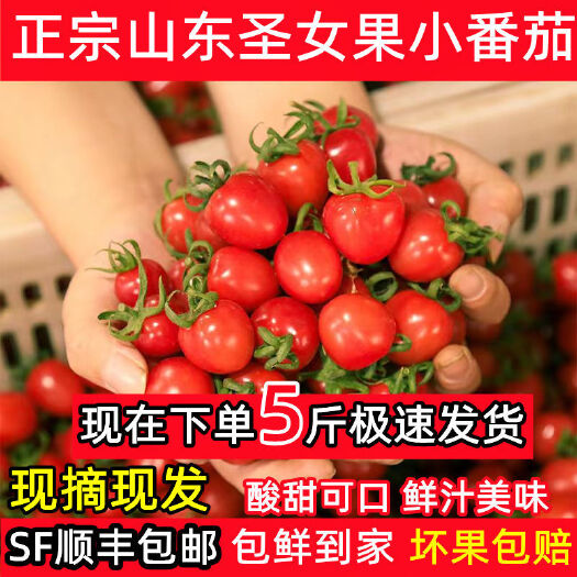 莘县【顺丰包邮】山东圣女果小西红柿现摘小番茄小柿子孕妇新鲜水果