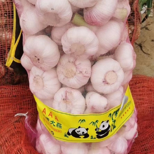 郯城县精品大蒜，产地直销，万亩基地
