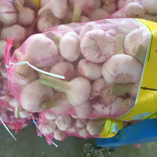 邳州市精品鲜蒜红皮蒜火热上市了