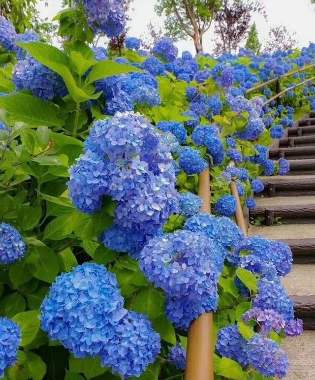 繡球八仙花無(wú)盡夏大海藍(lán)小海藍(lán) 精品小苗  用于園藝綠化工程