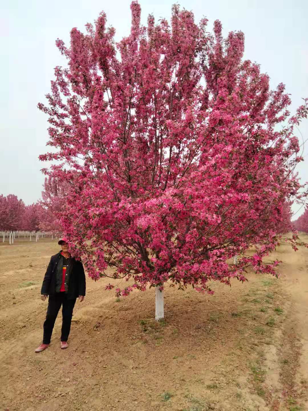 供应绚丽海棠