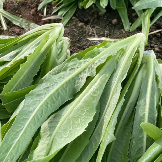 曹县油麦菜