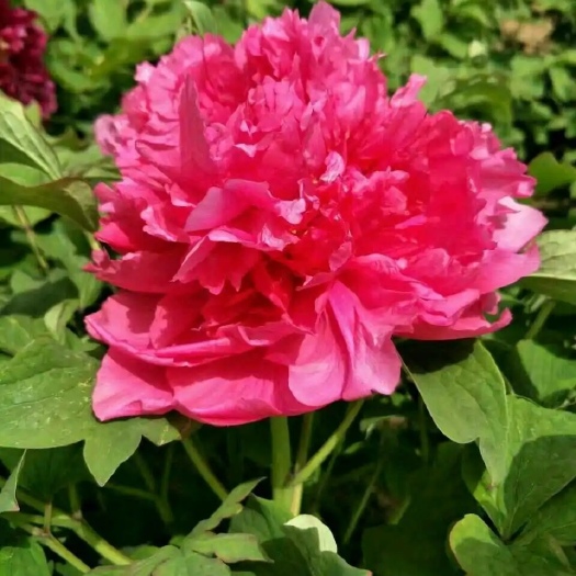 卷叶红牡丹花苗、花深红色千层台阁型 、中花品种菏泽基地直供。