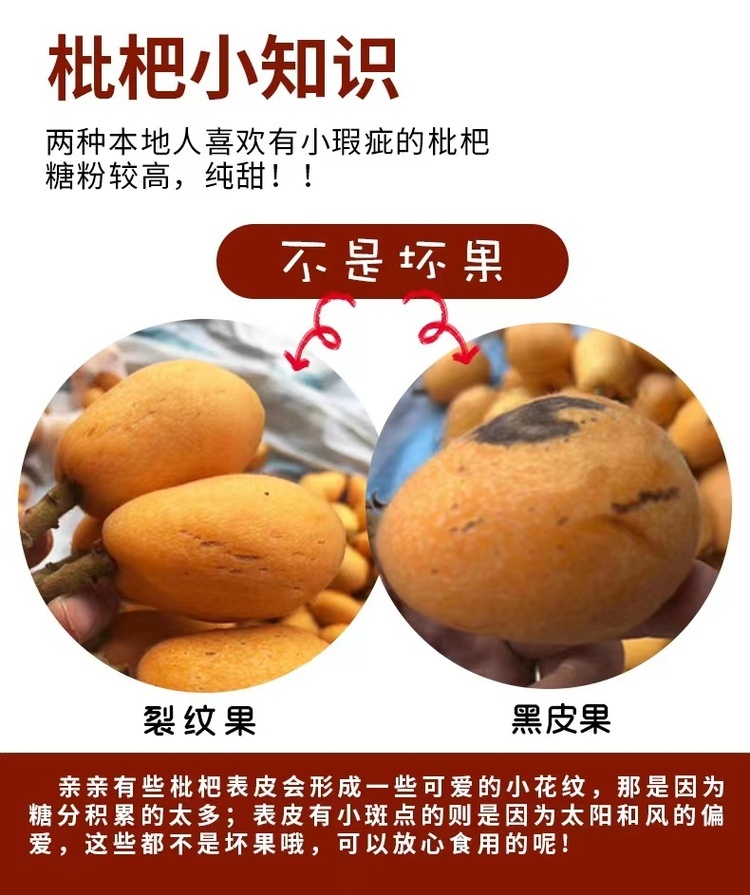 【 顺丰为主 米易枇杷】新鲜高山树上熟皮薄肉厚5斤现摘现发