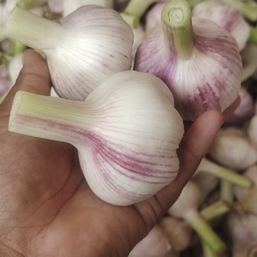 商丘大蒜，扒皮蒜，对接市场，糖蒜厂