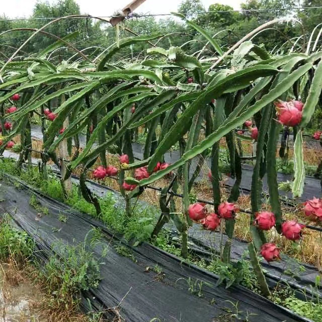 从化金都一号不用授粉的大红软枝红肉火龙果苗