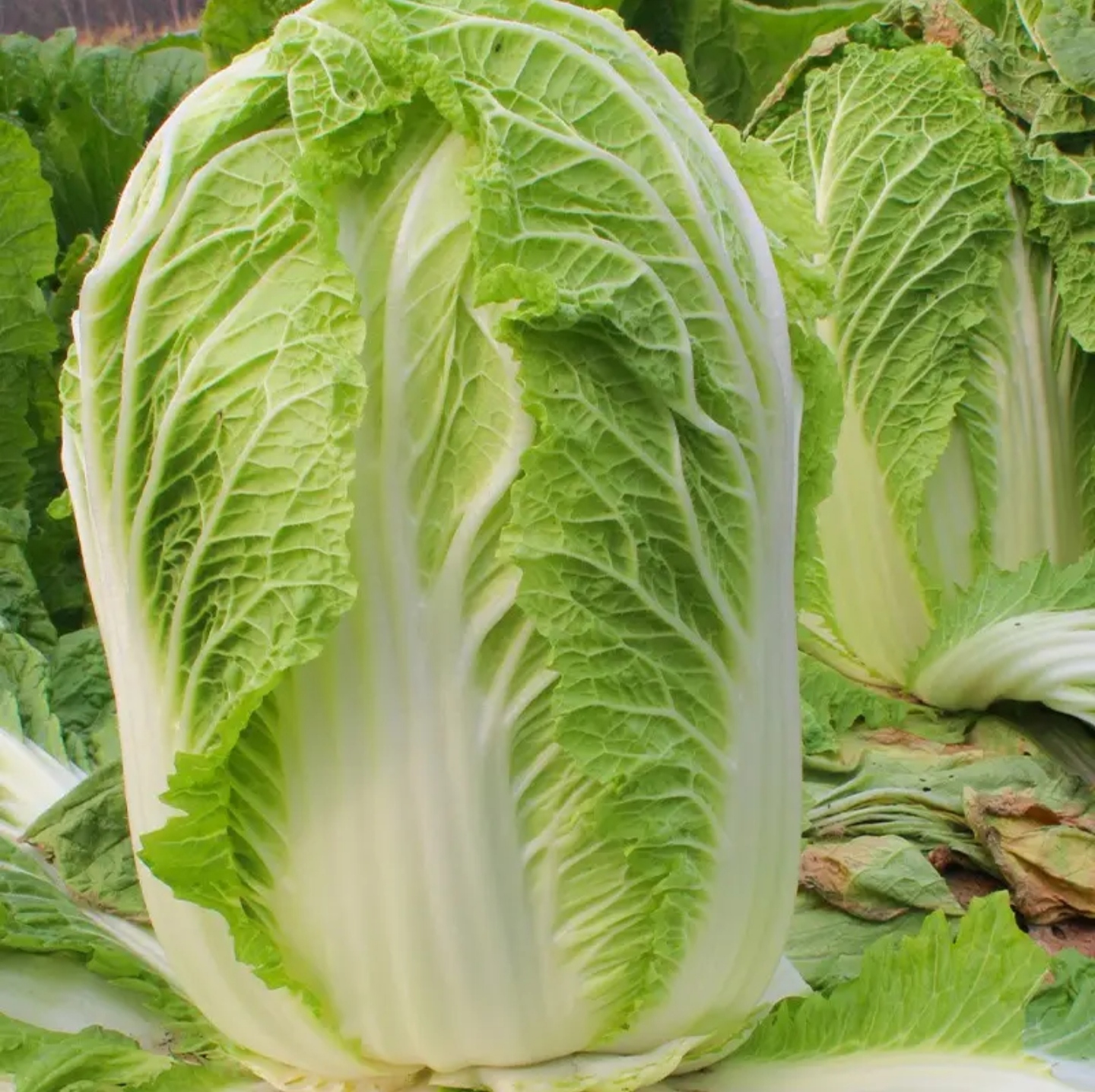 黄心大白菜  大白菜 自家园子 一手货源