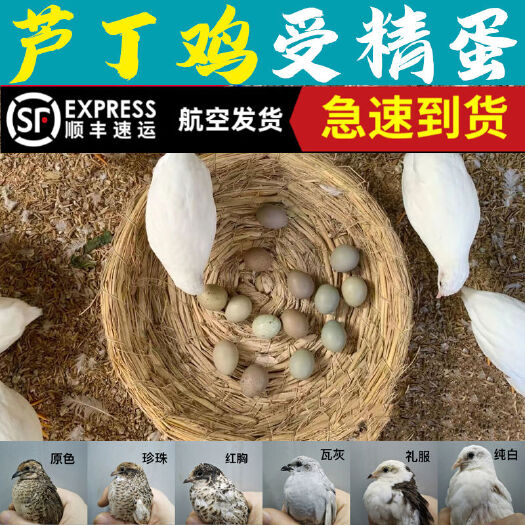 广元芦丁鸡种蛋德系受精种蛋批500起批