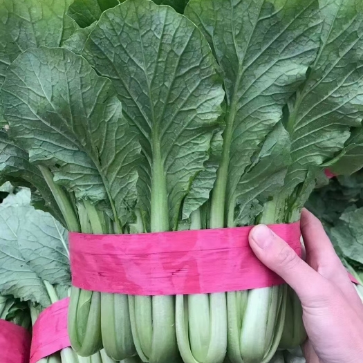邯郸精品小白菜，价格美丽