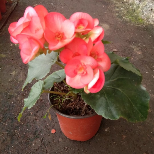 丽格海棠，花色多，高度20-40公分，盆栽观赏，绿化电商都可