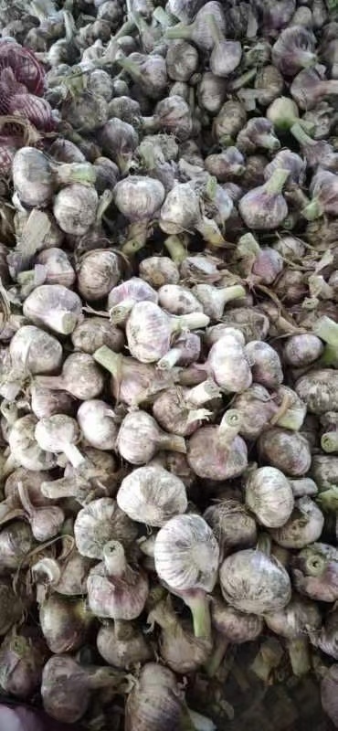 邳州市原皮精品，价格随行，诚信经营，