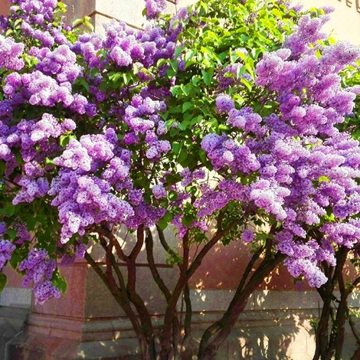 杭州丁香花树苗盆栽室外庭院阳台耐寒花卉绿色植物紫丁香四季开花盆景