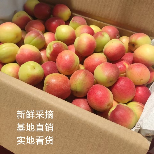 临猗县丰园红杏，秦杏，胭脂杏，凯特杏临猗坡上多个品种。