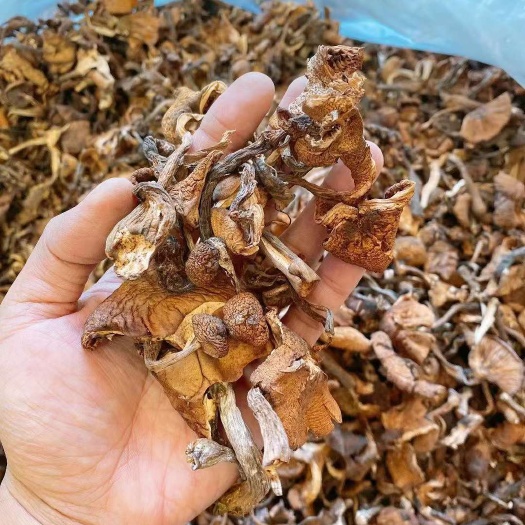 抚松县包邮榛蘑东北大山蘑菇干货山珍蘑菇干含丁小鸡炖蘑菇用的榛蘑