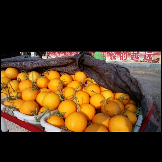 滑县久红瑞甜瓜 2斤以上