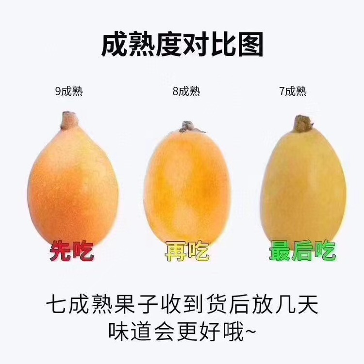 【 顺丰为主 米易枇杷】新鲜高山树上熟皮薄肉厚5斤现摘现发
