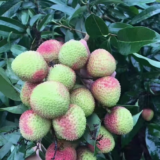 灵山县荔枝