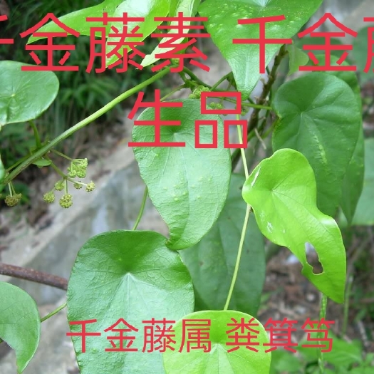 中草药千金藤 千金藤素 粪基笃 生品鲜藤