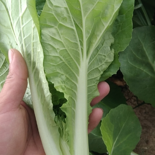 曹县山东曹县油菜基地  常年供应各种叶菜  质量保证货源充足