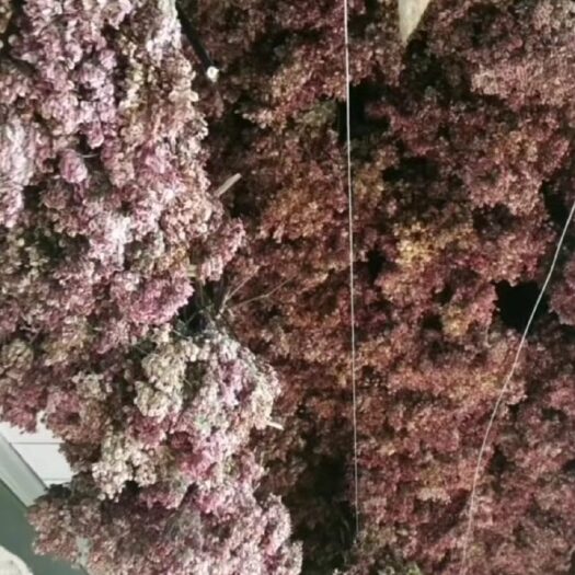 岷县当归种子