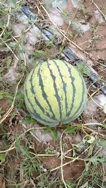 墨江县麒麟瓜