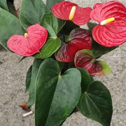 青州市红掌花烛花姿奇特美妍。花期持久，适合盆栽、切花或庭园荫蔽处