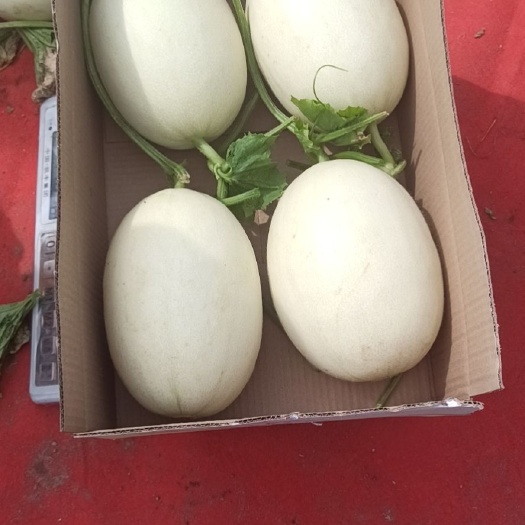 南汇玉菇甜瓜