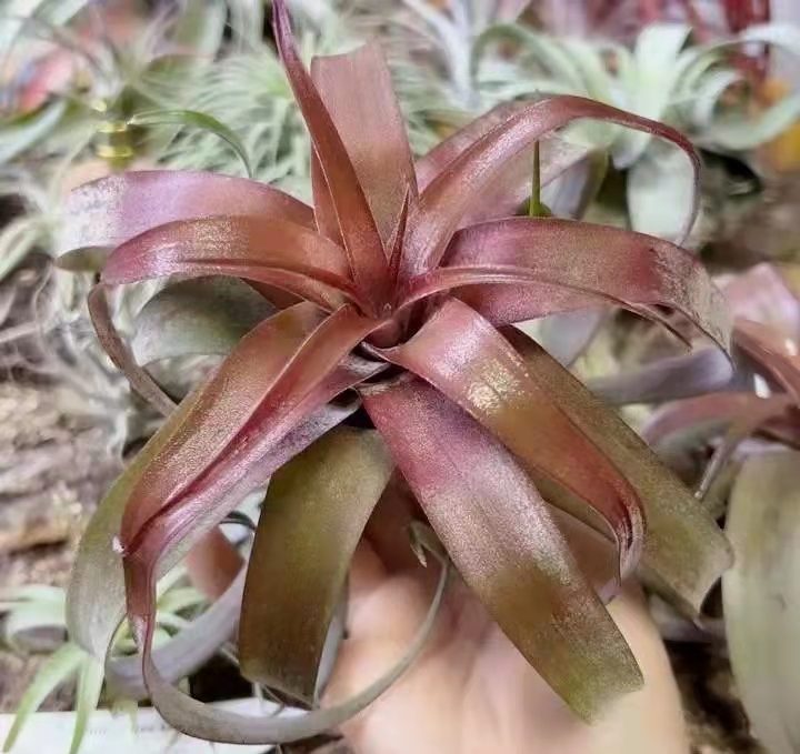 空气凤梨 卡橙卷