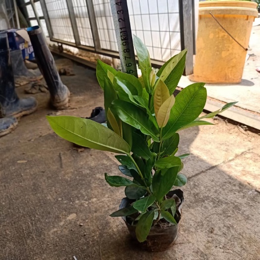 博罗县龙船花