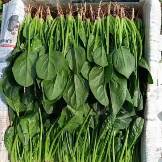 邯郸精品菠菜，价格美丽