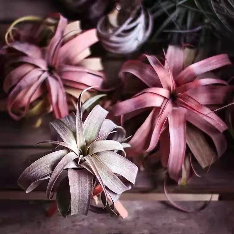 空气凤梨 卡橙卷