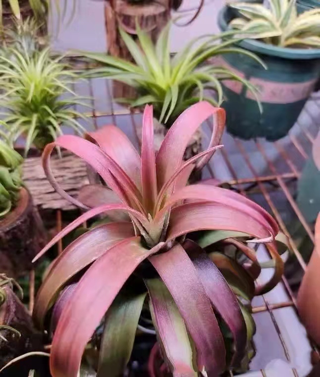 空气凤梨 卡橙卷