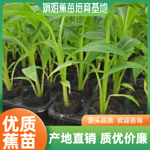 南宁苹果粉蕉苗，自己基地培育出来的香蕉苗。质量保证。